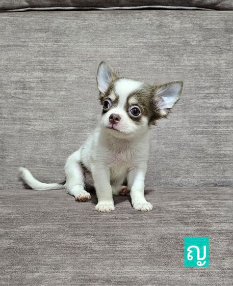 ชิวาวา (Chihuahua) เล็ก ขายลูกสุนัขชิวาวาขนยาวเลี้ยงเองที่บ้าน ฉีดวัคซีน ถ่ายพยาธิเรียบร้อย สุขภาพแข็งแรงร่าเริง เกิด25ธ.ค.66 สนใจโทร 0814248297