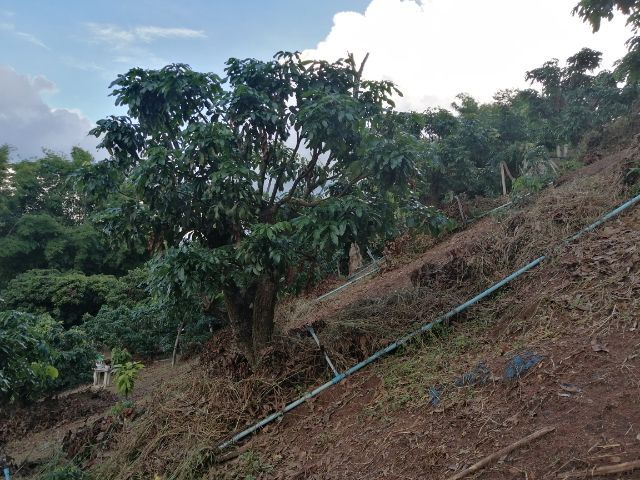 ขายที่สวน​ มีลำไย250​ ต้น​โกโก้​ 200​ต้น เนื้อที่​7​ไร่​  มี​ไฟฟ้า​และระบบน้ำและโรงเอ​นก​ประสงค์​ รูปที่ 2