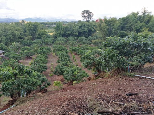 ขายที่สวน​ มีลำไย250​ ต้น​โกโก้​ 200​ต้น เนื้อที่​7​ไร่​  มี​ไฟฟ้า​และระบบน้ำและโรงเอ​นก​ประสงค์​ รูปที่ 4