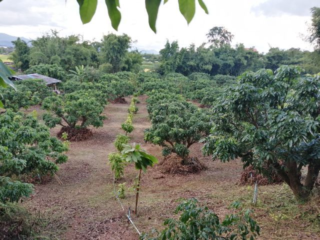 ขายที่สวน​ มีลำไย250​ ต้น​โกโก้​ 200​ต้น เนื้อที่​7​ไร่​  มี​ไฟฟ้า​และระบบน้ำและโรงเอ​นก​ประสงค์​ รูปที่ 3