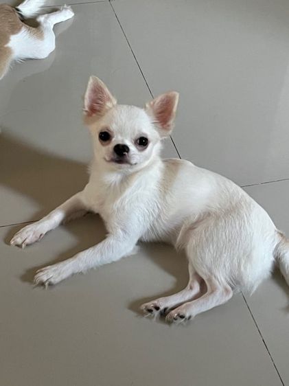 ชิวาวา (Chihuahua) เล็ก ชิวาวาเพศเมีย