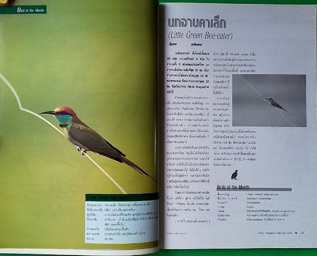 หนังสือ Birds Magazine รูปที่ 10