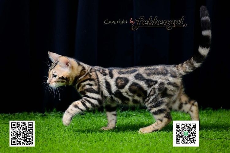เบงกอล (Bengal House Cat) ขายลูกแมวเบงกอลเพศเมียสวยมาก อายุ 2 เดือน