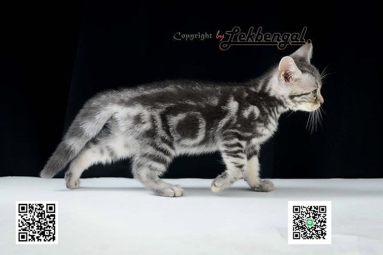 ขายลูกแมวอเมริกันชอตแฮร์สวย สีซิลเวอร์ เพศเมีย American Shorthair  รูปที่ 1