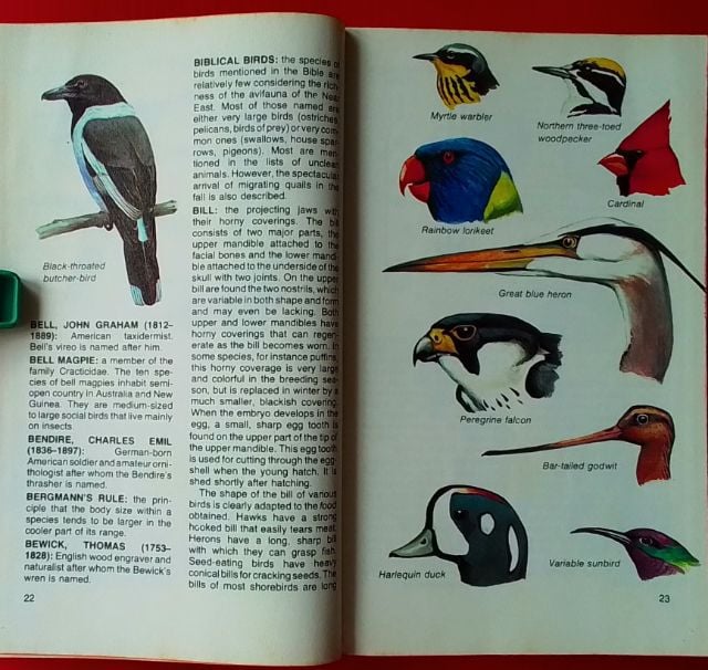 หนังสือ THE CONCISE ENCYCLOPEDIA OF BIRDS รูปที่ 9
