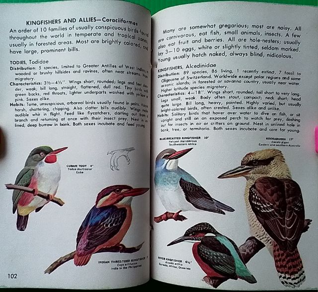 หนังสือ FAMILIES OF BIRDS รูปที่ 12