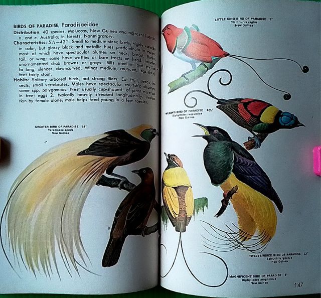 หนังสือ FAMILIES OF BIRDS รูปที่ 17