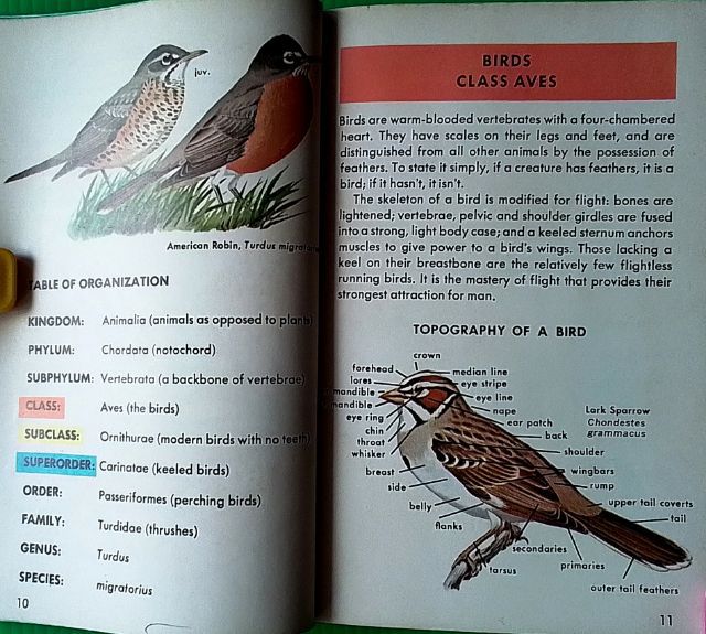 หนังสือ FAMILIES OF BIRDS รูปที่ 5