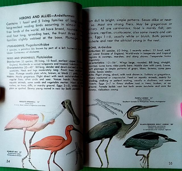 หนังสือ FAMILIES OF BIRDS รูปที่ 9