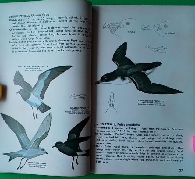 หนังสือ FAMILIES OF BIRDS รูปที่ 7