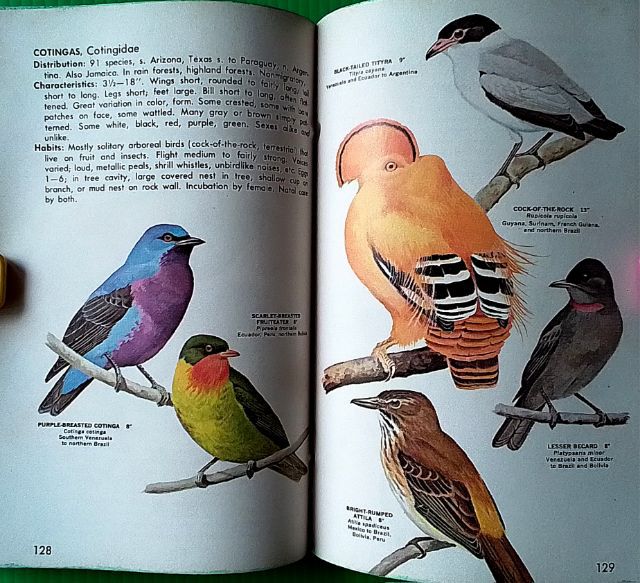 หนังสือ FAMILIES OF BIRDS รูปที่ 15