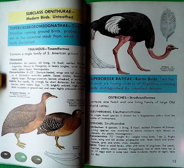 หนังสือ FAMILIES OF BIRDS รูปที่ 6