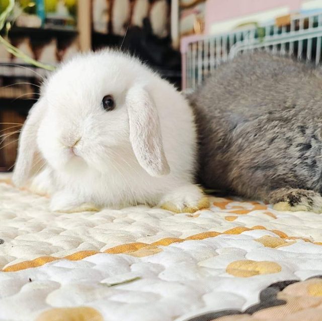 กระต่ายHL