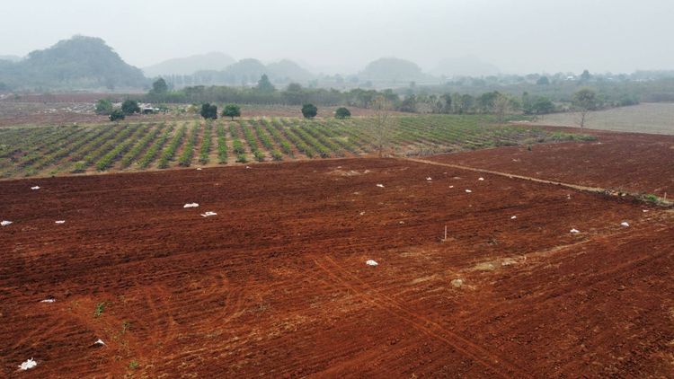 ขายที่ดินเปล่า4ไร่ โฉนดครุฑแดง คลองม่วง ใกล้ TAYAMA FARM KHAOYAI แปลงสวยวิวเขารอบใกล้ชุมชน ราคาไร่ละ 1ล้านบาท