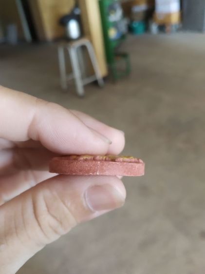 พระเนื้อว่านผสมผงสีออกแดง(พระพุทธสิหิงค์หลังท้าวจตุคามรามเทพ(วัดพระมหาธาตุ)(รุ่นส่งน้ำพระบรมธาตุเงินไหลมา2)(นครศรีธรรมราชปี2550))พระของมงคล รูปที่ 18