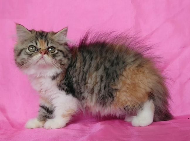 เปอร์เซีย (Persian) ลูกแมวเปอร์เซีย​(เพศเมีย)​