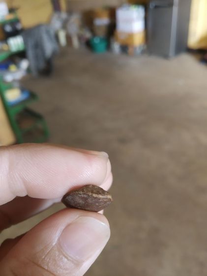 พระเนื้อดินผสมผง(พระปางลีลากำแพงทุ่งเศรษฐีข้างเม็ดหรือพระปางลีลากำแพงเขย่งข้างเม็ด(170310)(ไม่ทราบเกจิที่สร้าง))พระบ้านพระเครื่องรางของมงคล รูปที่ 17