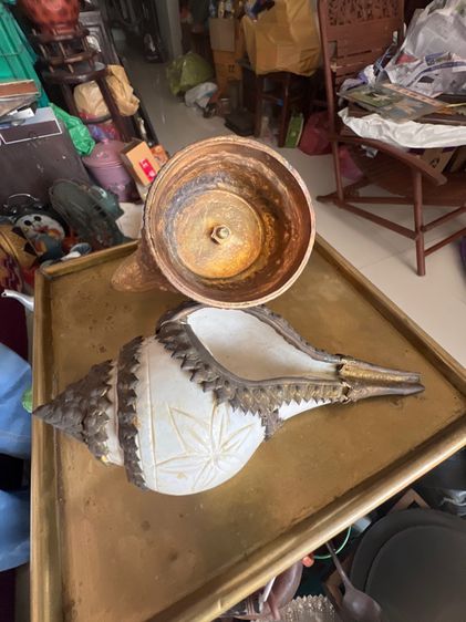 หอยสังมงคลโบราณ รูปที่ 4