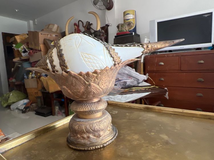 หอยสังมงคลโบราณ รูปที่ 2