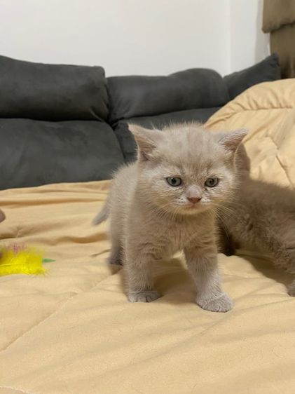 บริติช ชอทแฮร์ (British Shorthair) ลูกแมวบริติส ช3 ญ 1 สีบราว์ เทาอ่อน