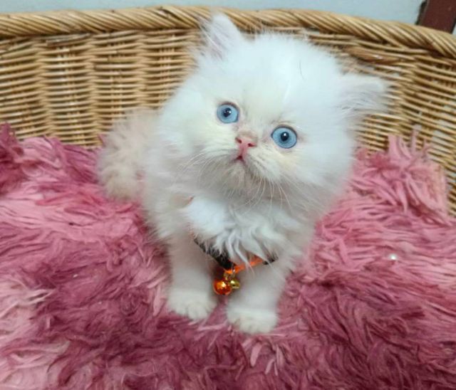 ขายแมวเปอร์เซียสีขาวตาฟ้าเพศชาย รูปที่ 3