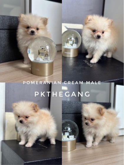 ปอมเมอเรเนียน (Pomeranian) เล็ก ปอม Pomeranian Cream 