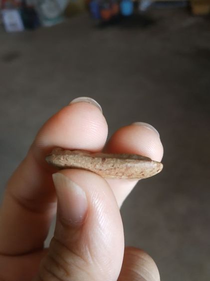 พระเนื้อดิน(พระปางนาคปรกหลังเรียบ(190305)(ไม่ทราบพระเกจิที่สร้าง))พระบ้านพระเครื่องรางของมงคล รูปที่ 13