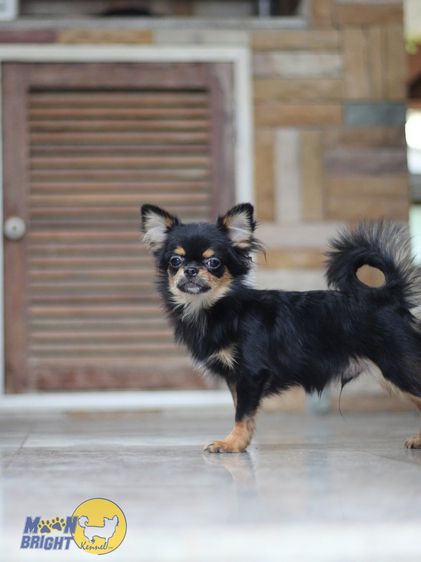 ชิวาวา (Chihuahua) เล็ก ราคาพิเศษ เบาๆที่สุด เด็กชายสโคน ชิวาวขนยาว อายุ7เดือน มีใบเพด