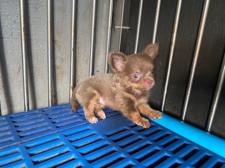ชิวาวา (Chihuahua) เล็ก ลูกสุนัข ชิวาวา