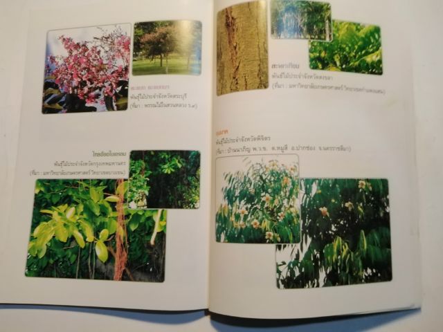 ที่ระลึก​84ปีฯมี​รายละเอียด​รูป​พัน​ธุ์ไม้ประจำจังหวัด​ รูปที่ 7