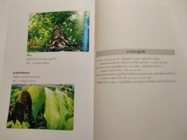 ที่ระลึก​84ปีฯมี​รายละเอียด​รูป​พัน​ธุ์ไม้ประจำจังหวัด​ รูปที่ 6