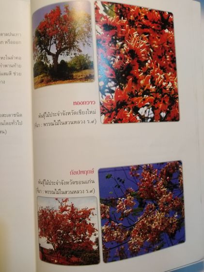 ที่ระลึก​84ปีฯมี​รายละเอียด​รูป​พัน​ธุ์ไม้ประจำจังหวัด​ รูปที่ 16