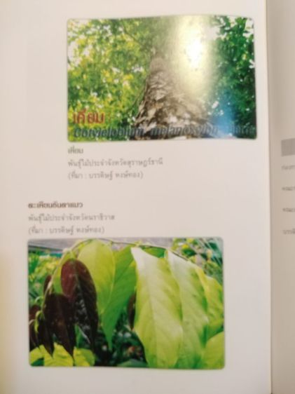 ที่ระลึก​84ปีฯมี​รายละเอียด​รูป​พัน​ธุ์ไม้ประจำจังหวัด​ รูปที่ 11