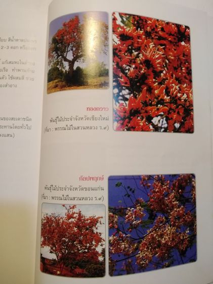 ที่ระลึก​84ปีฯมี​รายละเอียด​รูป​พัน​ธุ์ไม้ประจำจังหวัด​ รูปที่ 8