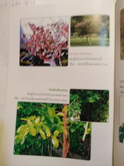 ที่ระลึก​84ปีฯมี​รายละเอียด​รูป​พัน​ธุ์ไม้ประจำจังหวัด​ รูปที่ 13