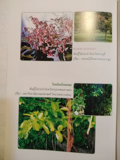 ที่ระลึก​84ปีฯมี​รายละเอียด​รูป​พัน​ธุ์ไม้ประจำจังหวัด​ รูปที่ 9