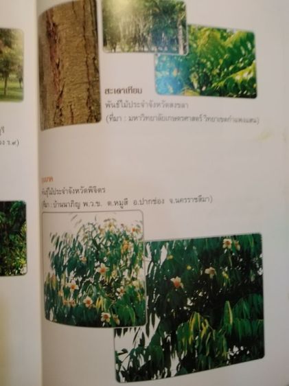 ที่ระลึก​84ปีฯมี​รายละเอียด​รูป​พัน​ธุ์ไม้ประจำจังหวัด​ รูปที่ 14