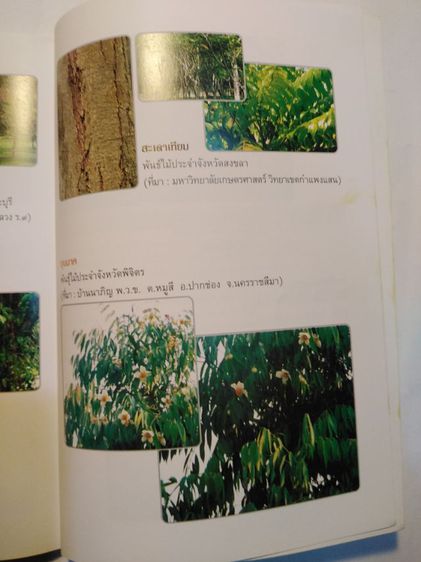 ที่ระลึก​84ปีฯมี​รายละเอียด​รูป​พัน​ธุ์ไม้ประจำจังหวัด​ รูปที่ 12