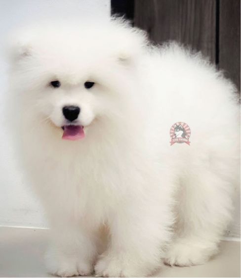 ลูกสุนัขซามอยด์ เกรดนำเข้า พร้อมใบ รูปที่ 4