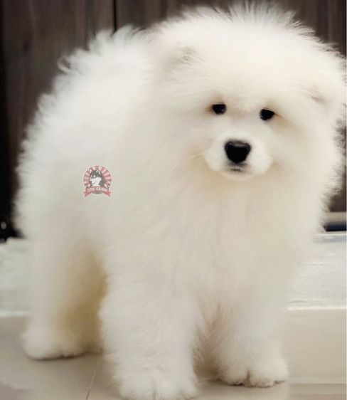 ลูกสุนัขซามอยด์ เกรดนำเข้า พร้อมใบ รูปที่ 5