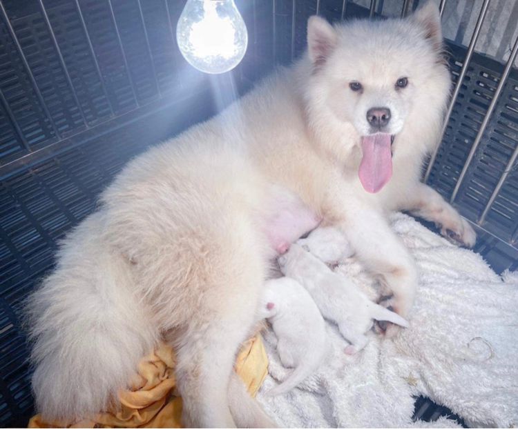 ลูกสุนัขซามอยด์ เกรดนำเข้า พร้อมใบ รูปที่ 6