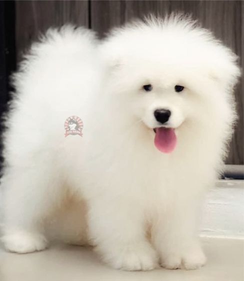 ลูกสุนัขซามอยด์ เกรดนำเข้า พร้อมใบ รูปที่ 2