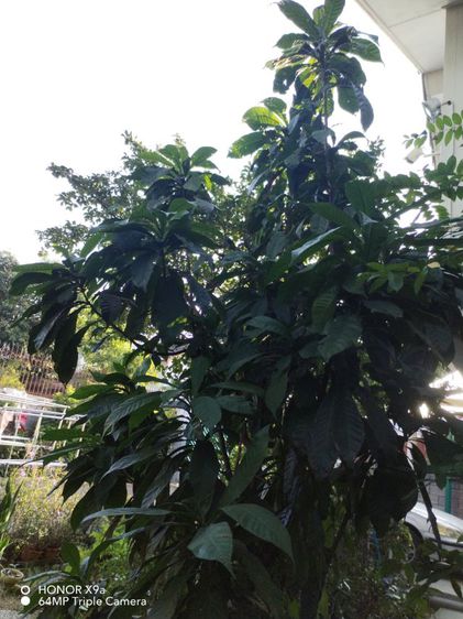 ต้นบัว​สวรรค์​และต้น​ไม้อื่น​ๆ​ รูปที่ 3