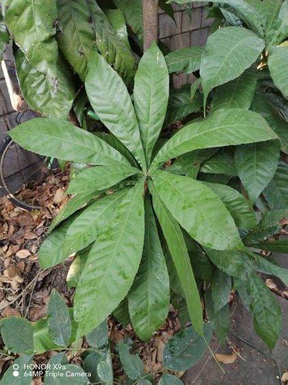 ต้นลิ้น​มังกร​พัน​ธุ์ดั้งเดิม​ต้นไม้​ฟอกอากาศ​ รูปที่ 10