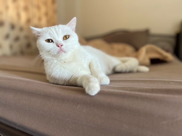 แมวสก๊อตติช เมีย สีขาว รูปที่ 1