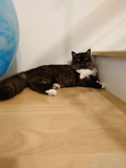 สก็อตติช โฟลด์ (Scottish Fold) แมวสก๊อตติสขนยาว ญ 