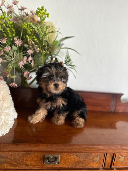 Yorkshire terrier  รูปที่ 2