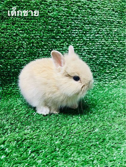 กระต่ายสายพันธุ์ Netherland Dwarf (ND) (พันธ์เล็ก) รูปที่ 7