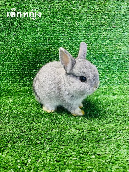 กระต่ายสายพันธุ์ Netherland Dwarf (ND) (พันธ์เล็ก) รูปที่ 9