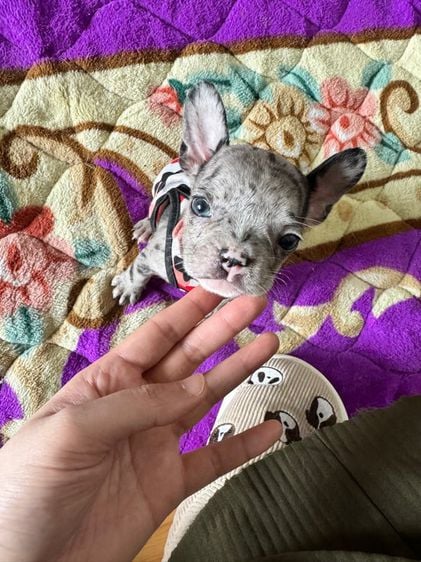เฟรนบลูด็อก (French bulldog) เล็ก ตาสีฟ้า เฟรนซ์บลูด็อก สีเมอร์ หญิง